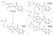 Upper left: structural formula of the unaltered linezolid molecule, with the morpholino group highlighted in red. Lower left: main carboxylic acid metabolite, accounting for 10% of an excreted dose; the morpholine ring has been cleaved at the nitrogen atom. Lower right: structural formulae of two distinct molecules, a carboxylic acid and a lactone, with an equilibrium arrow between them; this metabolite accounts for 45% of a dose. Upper right: structure of a minor carboxylic acid metabolite, which accounts for aroune 3.3% of a dose.