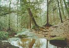 A small body of water surrounded by large rocks, evergreen trees and leaf covered ground