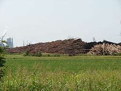 Felled trees sit in stacks outside of Pine Bluff