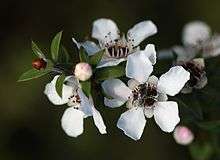 Five-petaled white flowers and round buds on twigs bearing short spiky leaves. A dark bee is in the centre of one of the flowers.