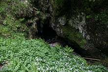 Looking down into a wide, well-vegetated shakehole with steps leading down the right-hand-side, at the bottom of which a dark river is visible beyond a man-made concrete jetty.