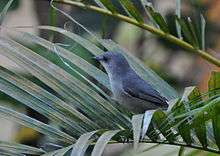 Mauritius grey white-eye