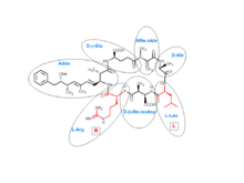 The chemical composition of microcystin-LR, made up of 7 amino acids