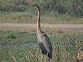 Migratory birds ,Bakarpur village pond,near mohali, Punjab, India 04.JPG