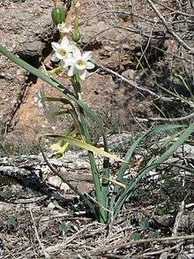 Flowers of Narcissus dubius