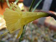 Flower of Narcissus hedraeanthus