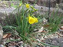 Flowers of Narcissus bulbocodium