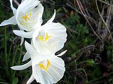 Flowers of Narcissus cantabricus