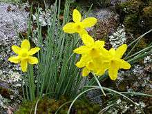 Flowers of Narcissus rupicola
