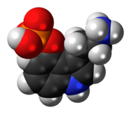 Space-filling model of the norbaeocystin molecule as a zwitterion