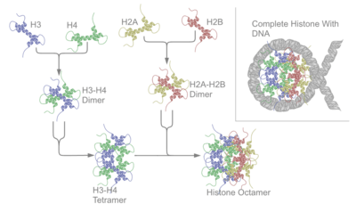 Nucleosome assembly