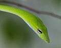 Oriental whip snake (Ahaetulla prasina) - Flickr - Lip Kee.jpg