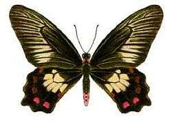 image of a butterfly