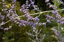 Flowers of the Blue Spire cultivar