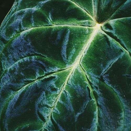 Closeup of a Philodendron verrucosum leaf in shaded daylight, showing the veining, velvety texture, and semi-iridescent quality of the leaf surface.