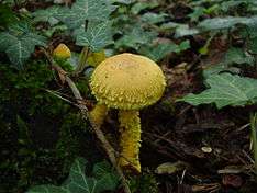 Fruit body of Pholiota flammans arising from a stump covered in green moss and ivy.