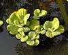 A plant floating on the surface of water, showing ridged rosette-like leaves