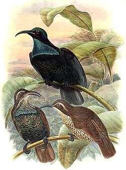 Illustration by Richard Bowdler Sharpe of a group of three paradise riflebirds perched on branches