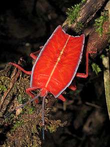 A distinctly rectangular and dorsoventrally flattened nymph crawling on some mossy twigs.