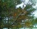 Red pine boughs, showing yellowing and abscission of older foliage in the autumn