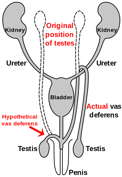 Figure 2g