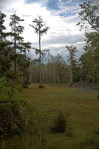 Cypress trees in a swamp.