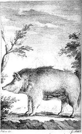 Engraving of a Sardinian pig, from Francesco Cetti, I quadrupedi di Sardegna, 1774