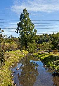 A still stream surrounded by plants and trees