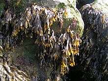 Photo of rocks covered by dried plant matter