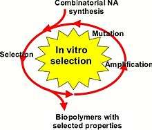 The SELEX method used for the design of the RNA aptamer Spianch.