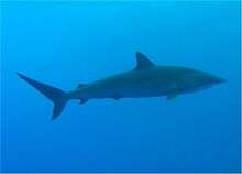 Underwater side view of a streamlined olive shark with a pointed snout and a small dorsal fin against blue water