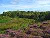 Snelsmore Common Country Park