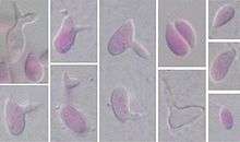 Oval to irregularly shaped single-celled yeast of Sporobolomyces salmonicolor showing characteristic "arthritic-finger"-shaped sterigmata