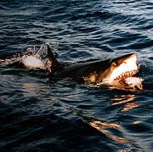 Photo of open-mouthed shark at surface.