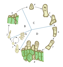 The life cycle of fungus Taphrina