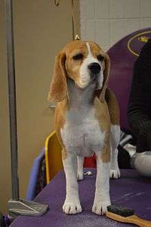 "A white and brown dog stands on a purple table."