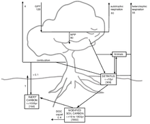 The terrestrial biospheric carbon cycle