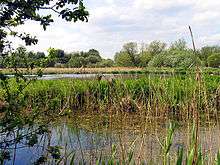 Thatcham Reedbeds