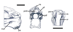 Vertebrae