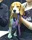 "A light brown and white dog faces the camera being held by someone. It is on a blue lead."