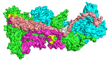 Surface model of the WAVE regulatory complex