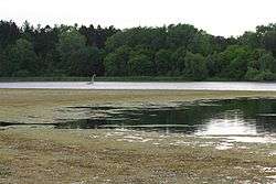 Aquatic plants cover the foreground half of a lake while the background half is open and slightly choppy. A Loch Ness Monster-esque sculpture floats in the lake.