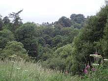 A photograph of woodland just outside Fankerton