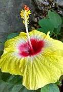 Yellow red Hibiscus.jpg