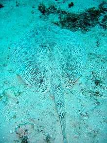 Ray with numerous fine, dark vermiculations on an almost white background, blending in with the sand it's resting on