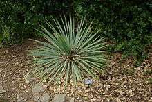 Yucca glauca